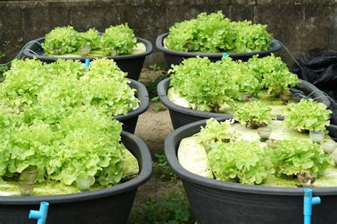 A Beginners Guide To Aquaponics GroCycle