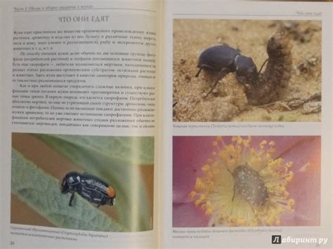 Книга: Жизнь замечательных жуков - Ижевский, Лобанов, Соснин. Купить ...