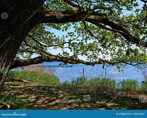 Big Forest Garden Trees Nature Green Wood Stock Photo Image Of