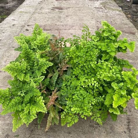 6 Fern Maidenhair NET Tri State Foliage Prebook Shop