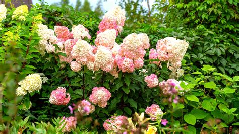 Cómo plantar cultivar y cuidar la hortensia Strawberry Sundae