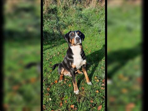 Großer Schweizer Sennenhund Rüde 3 Jahre Tricolor