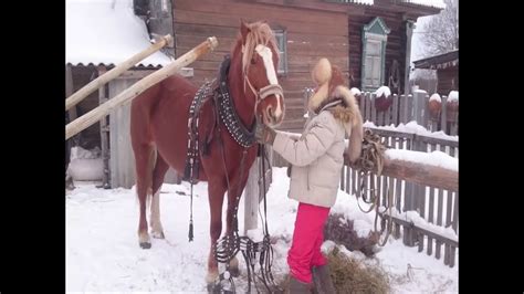 Секреты запряжки лошади в русскую упряжь. - YouTube