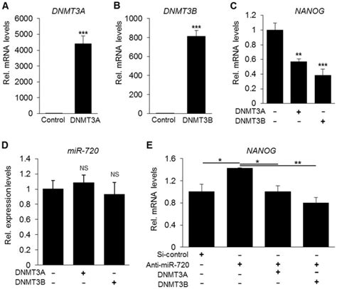 Ab Overexpression Of Dnmt3a And Dnmt3b Upon Transfection In Dpcs