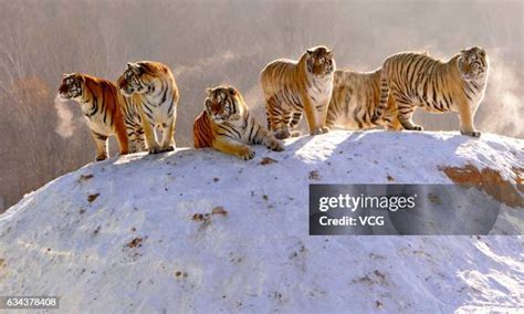 Siberian Tiger Prey Photos and Premium High Res Pictures - Getty Images