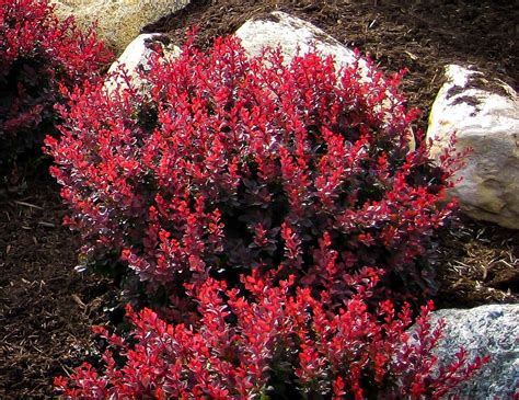 How To Plant And Grow Royal Burgundy Barberry Buncombcounty