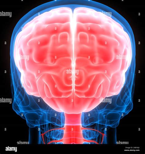 Cerebro De Rgano Interno Humano Con Sistema Nervioso Anatom A