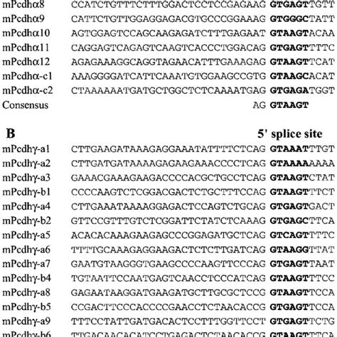 Distribution Of Cpg Islands In The Genomic Sequences Of Human And Mouse