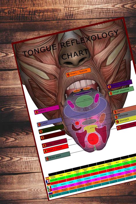 Tongue Reflexology Chart - Etsy