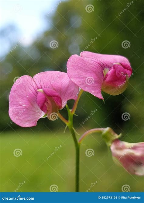 Lathyrus sylvestris stock image. Image of perennial - 252973103