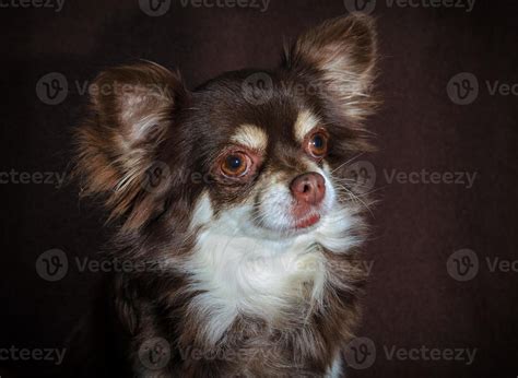 Dark Brown Chihuahuas