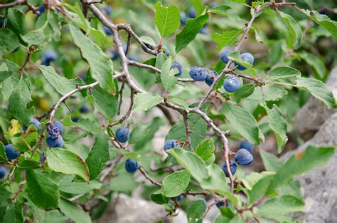 Терн - польза и вред плодов, полезные и лечебные свойства корней терна ...