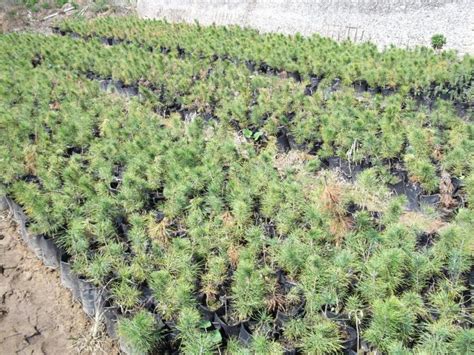 Как пересадить сосну: из леса на участок, весной и летом, осенью, когда ...