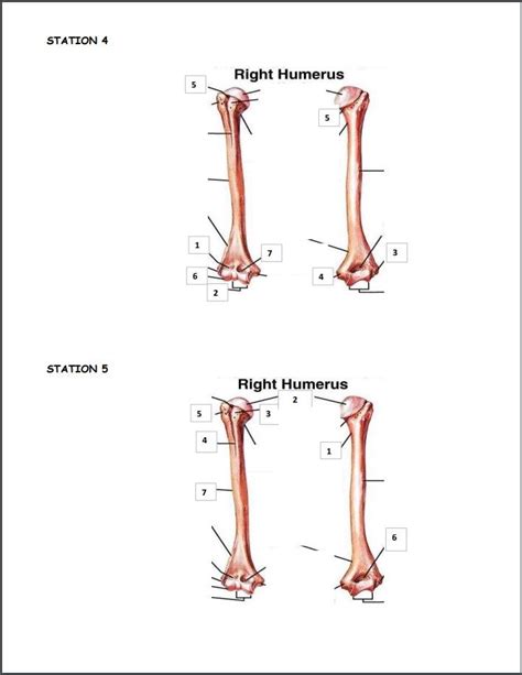 Humerus Diagram | Quizlet