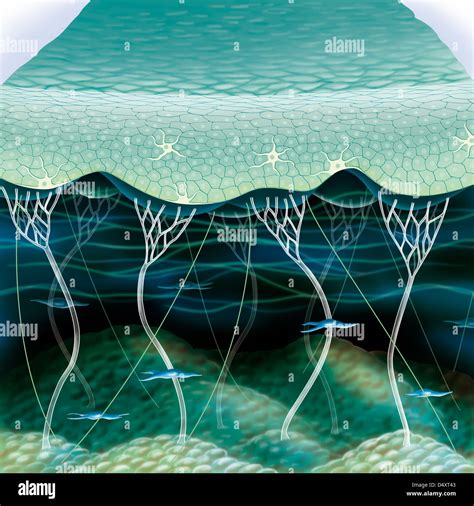 Human Skin Cells Artwork Hi Res Stock Photography And Images Alamy