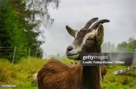 1,966 Goat Face Close Up Stock Photos, High-Res Pictures, and Images ...