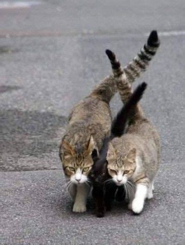 Черный кот под прикрытием переходит кому-то дорогу | Cute cats, Animals ...