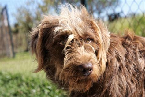 Rasta Perro Adopci N Perro De Agua Espa Ol Perrera De Los Barrios