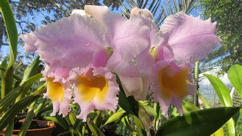 La orquídea, nuestra flor emblemática | WWF