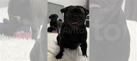 Мопс купить в Волгограде | Животные и зоотовары | Авито