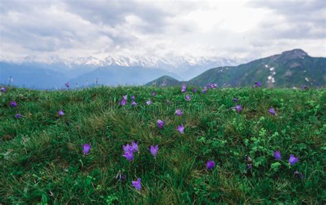 Wild Lilac Wildflowers With Mountain Views Stock Image Image Of