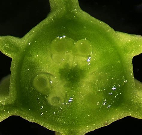 Flower Dissection Plant Biology Science Activity Exploratorium