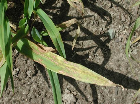 Daylily Leaf Streak Collecephalus Hemerocalli Plant Pest Diagnostics