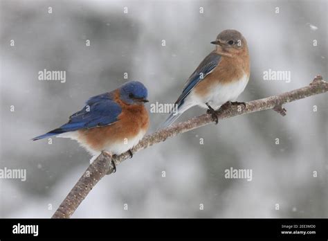 Male and female bluebirds hi-res stock photography and images - Alamy