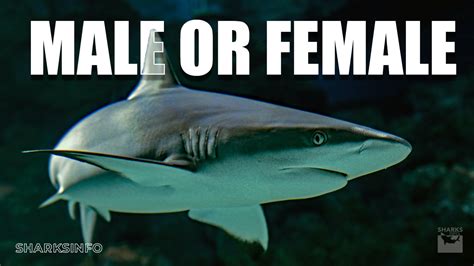 How to Tell If a Shark is Male or Female? – sharksinfo.com