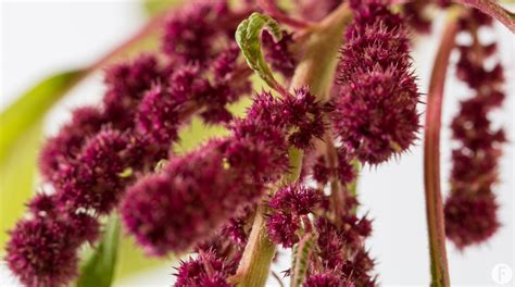 Amaranthus Flower Factor