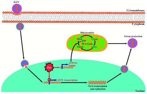 A Schematic Presentation Of The Two Mechanisms By Which Fos Facilitates