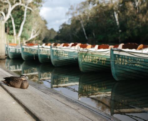 Fairfield Boating: Unique Rowing & Kayaking on the Yarra