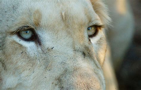 white lion eyes wallpaper wallpaperscom