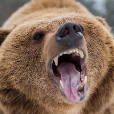 oregon wildlife kaggle