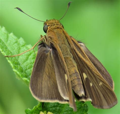 Ocola Skipper Butterfly Panoquina Ocola Bugguide Net