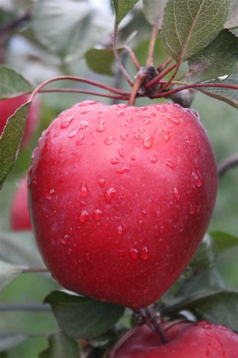 Яблоня Розочка Описание Сорта Фото – Telegraph