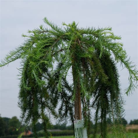 Larix Stiff Weeper Op Stam BetuweBomen Nl Kwaliteit