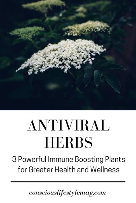 Antiviral Herbs Powerful Immune Boosting Plants That Fight Disease