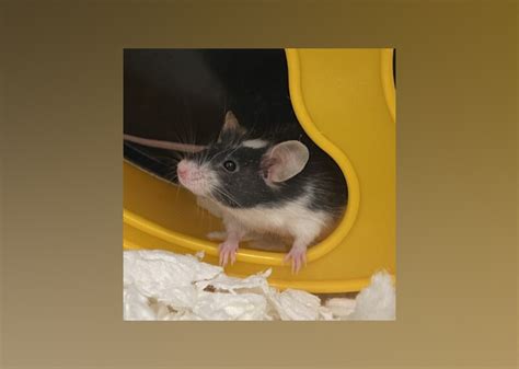 Small Furry Pets Available For Adoption In Columbus Stacker