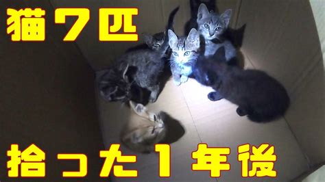 1年前捨て猫を7匹拾った （i Picked Up 7 Kittens A Year Ago） Youtube