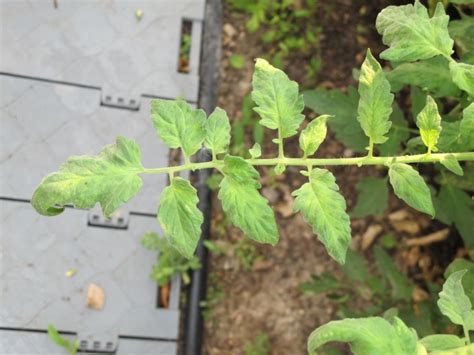 Тютюнева мозайка от домати: причини за вируса, лечение на болестта по ...