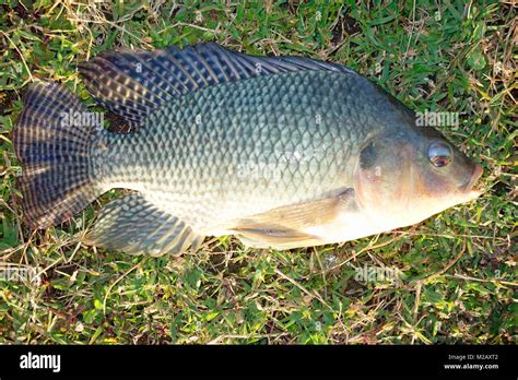 tilapia fish species  harry brawner blog