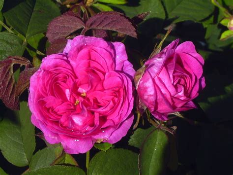 Rose Rose de Resht