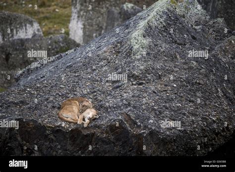 Puma (Puma concolor puma) two cubs, sleeping on rocks, Torres del Paine ...