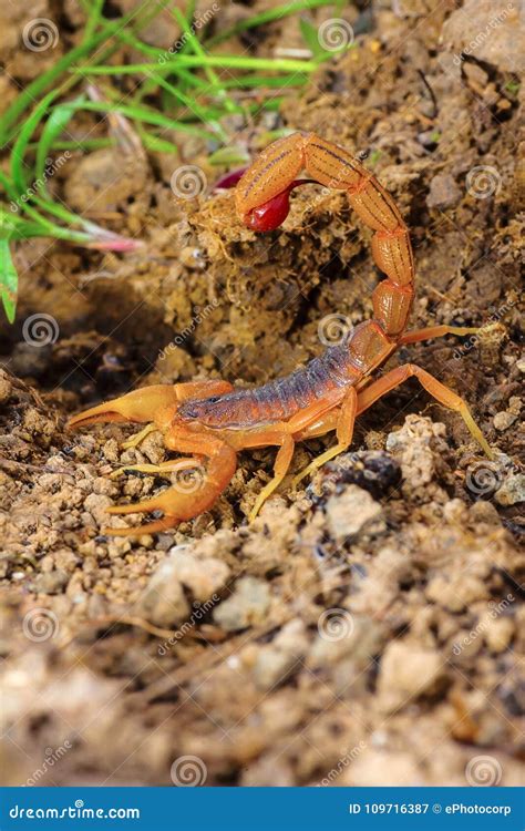 782 Indian Scorpion Stock Photos Free And Royalty Free Stock Photos