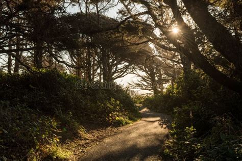 Hiking Trail On A Path Between Trees Along The Coast Of Cape Perpetua