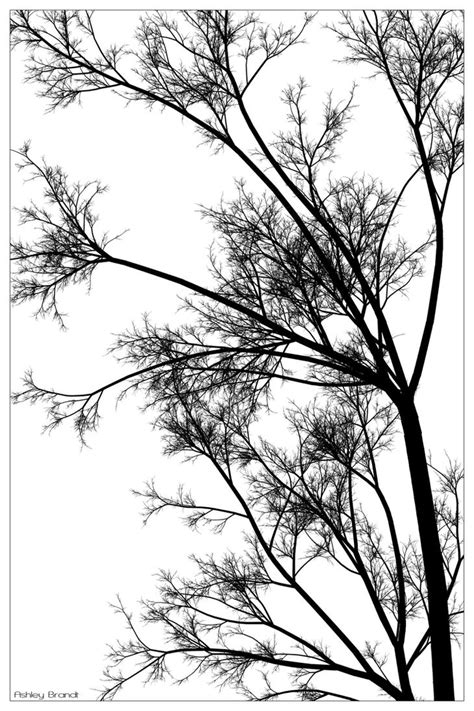 Minimalist Tree by Phoenixel-AB on DeviantArt