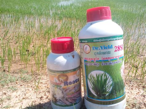 Angkor Green - #ស្រូវលូតលាស់...