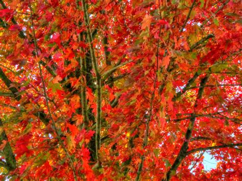 fall foliage  stock photo public domain pictures
