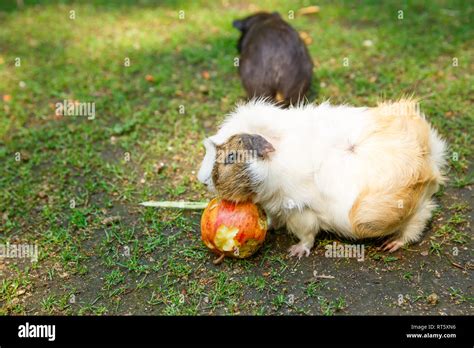 Guinea Pigs Eating An Apple In The Garden Stock Photo Alamy